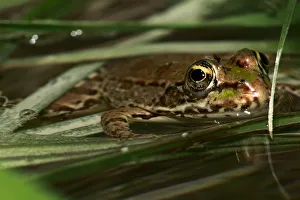 Ranidae Prints: Marsh frog (Rana ridibunda) in water, The Peloponnese, Greece, May 2009