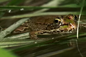 Images Dated 26th May 2009: Marsh frog (Rana ridibunda) in water, The Peloponnese, Greece, May 2009