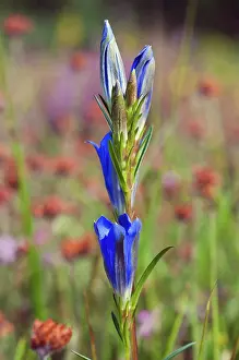 Sussex Prints: Marsh gentian (Gentiana pneumonanthe) in flower