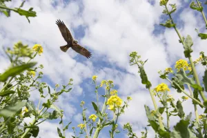 Marsh harrier (Circus aeruginosus) adult female circling over Oilseed rape crop, Norfolk Marsh harrier (Circus aeruginosus) adult female circling over Oilseed rape crop, Norfolk