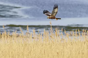 Images Dated 19th May 2009: Marsh harrier (Circus aeruginosus) in flight over reedbeds, Texel, Netherlands, May 2009