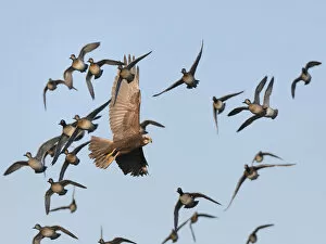 2020 August Highlights Gallery: Marsh harrier (Circus aeruginosus) female hunting among a panicked flock of Common teal