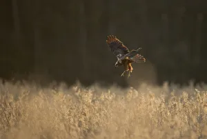 Harriers Prints: Marsh harrier (Circus aeruginosus) adult female preparing to land in reedbeds, backlit
