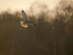 Marsh harrier (Circus aeruginosus) adult male in flight, backlit, Norfolk, UK, April