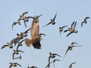 Somerset Prints: Marsh harrier (Circus aeruginosus) female hunting among a panicked flock of Common teal