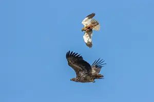 Denmark Prints: Marsh harrier (Circus aeruginosus) in flight
