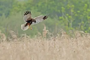 Circus Prints: Marsh harrier (Circus aeruginosus) hunting over grassland, Norfolk, England, UK. May
