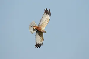 Accipitriformes Prints: Marsh harrier (Circus aeruginosus) male, in flight, La Rioja, Spain. April