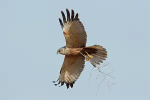 Accipitriformes Prints: Marsh harrier (Circus aeruginosus) male