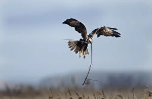 Marsh Harrier (Circus cyaneus) female in flight carrying nest material, Fens, East Anglia