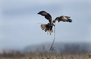 Fenland Prints: Marsh Harrier (Circus cyaneus) female in flight carrying nest material, Fens, East Anglia