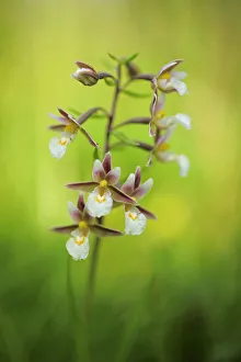 Images Dated 13th July 2009: Marsh helleborine (Epipactis palustris) in flower, Hvblege, Mn, Denmark, July 2009 WWE BOOK