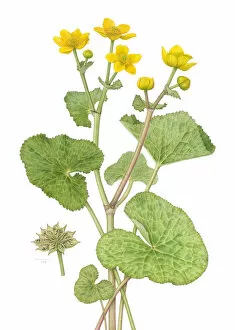 March 2021 Highlights Collection: Marsh-marigold (Caltha palustris) watercolour painting