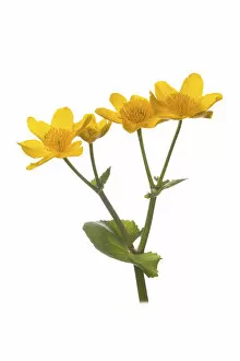 Yellow Gallery: Marsh-marigold (Caltha palustris) in flower