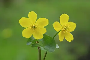 Ranunculaceae Prints: Marsh-marigold (Caltha palustris) in flower