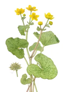 Ranunculaceae Prints: Marsh-marigold (Caltha palustris) watercolour painting