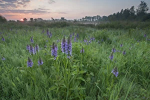 Images Dated 31st May 2014: Marsh orchids / Spotted orchids (Dactylorhiza sp) at sunrise, Groot Schietveld, Wuustwezel