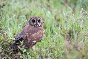 Tanzania Prints: Marsh owl (Asio capensis) standing among vegetation, Serengeti National Park, Tanzania