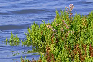 Asterales Prints: Marsh samphire (Salicornia europaea) and Sea aster (Tripolium pannonicum) in flower in saltmarsh in late summer