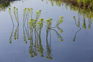 Elio Della Ferrera Prints: Marsh spurge (Euphorbia palustris) flowering in water, Northern part of Livanjsko Polje