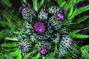 Asterales Prints: Marsh thistle (Cirsium palustre) buds, Dorset, England, UK. May
