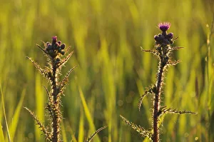 Fenland Prints: Marsh Thistle (Cirsium palustre) flowering on managed grazing land