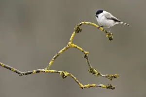 May 2021 Highlights Collection: Marsh tit (Parus palustris) perched on branch, Lorraine, France, March