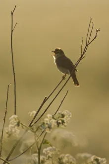 Warblers Prints: Marsh warbler (Acrocephalus palustris) male singing at dawn, Lithuania, June 2009