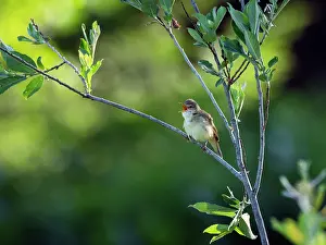 Warbler Prints: Marsh warbler (Acrocephalus palustris) perched on branch singing