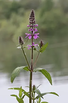 Labiatae Prints: Marsh woundwort (Stachys palustris) in flower, Norfolk, England, UK. June