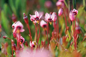 Fruit Prints: Marshberry (Vaccinium oxycoccos) in flower, Upper Bavaria, Germany. May