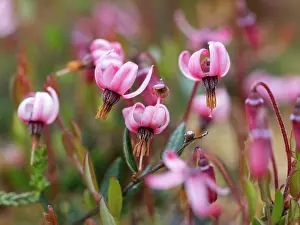 Fruit Prints: Marshberry (Vaccinium oxycoccus) in flower, Upper Bavaria, Germany. June