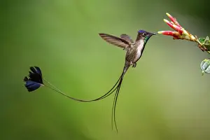 Nectaring Prints: Marvellous spatuletail hummingbird (Loddigesia mirabilis) male