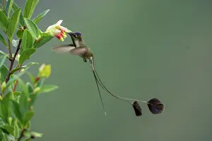 Nectaring Prints: Marvellous spatuletail hummingbird (Loddigesia mirabilis) male