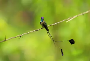 Trochilidae Prints: Marvellous spatuletail hummingbird (Loddigesia mirabilis) male