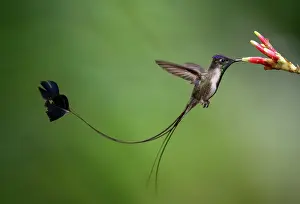Nectaring Prints: Marvellous spatuletail hummingbird (Loddigesia mirabilis) male nectaring on flower