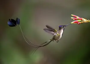Nectaring Prints: Marvellous spatuletail hummingbird (Loddigesia mirabilis) male nectaring on flower