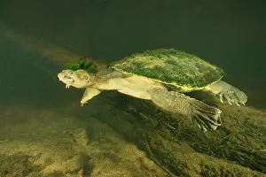 Queensland Prints: Mary River turtle (Elusor macrurus) male