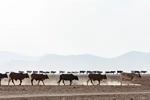 Dust Prints: Masai cattle herd walking on the pan towards the village at the end of the afternoon
