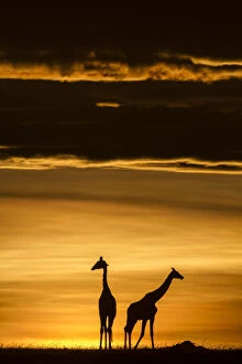 Masai giraffe (Giraffa camelopardalis tippelskirchi) two silhouetted at sunrise