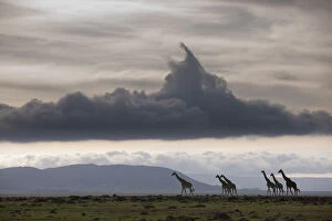 Animals In The Wild Gallery: Masai giraffe (Giraffa camelopardalis tippelskirchi) herd walking, Masai-Mara Game Reserve, Kenya