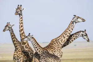 Masai giraffe (Giraffa camelopardalis tippelskirchi) male, females and calf standing close together Masai giraffe (Giraffa camelopardalis tippelskirchi) male, females and calf standing close together
