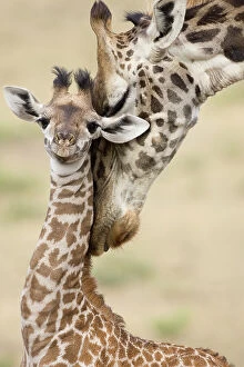 Affectionate Gallery: Masai giraffe {Giraffa camelopardalis} mother nuzzling baby, Lower Masai Mara GR, Kenya