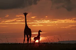 Giraffe Prints: Masai giraffe (Giraffa camelopardalis tippelskirchi), female and calf at sunset