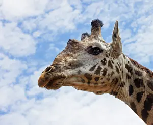Animal Markings Prints: Masai giraffe (Giraffa camelopardalis tippelskirchi) head portrait