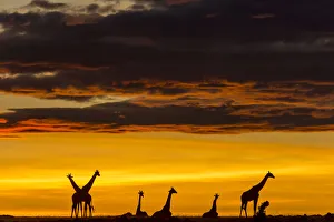 Dramatic Prints: Masai giraffe (Giraffa camelopardalis tippelskirchi) herd at sunrise