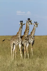 Giraffe Prints: Masai Giraffe (Giraffa camelopardalis tippelskirchi) juveniles, Masai Mara Game Reserve