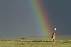 Masai giraffe (Giraffa camelopardalis tippelskirchi) with rainbow beyond, Masai-Mara game reserve