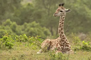 Animal Markings Prints: Masai giraffe (Giraffa camelopardalis tippelskirchi) resting