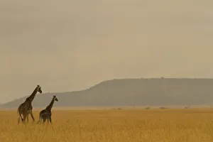 Masai giraffe (Giraffa camelopardalis) and her youngster on the savanna landscape at dawn